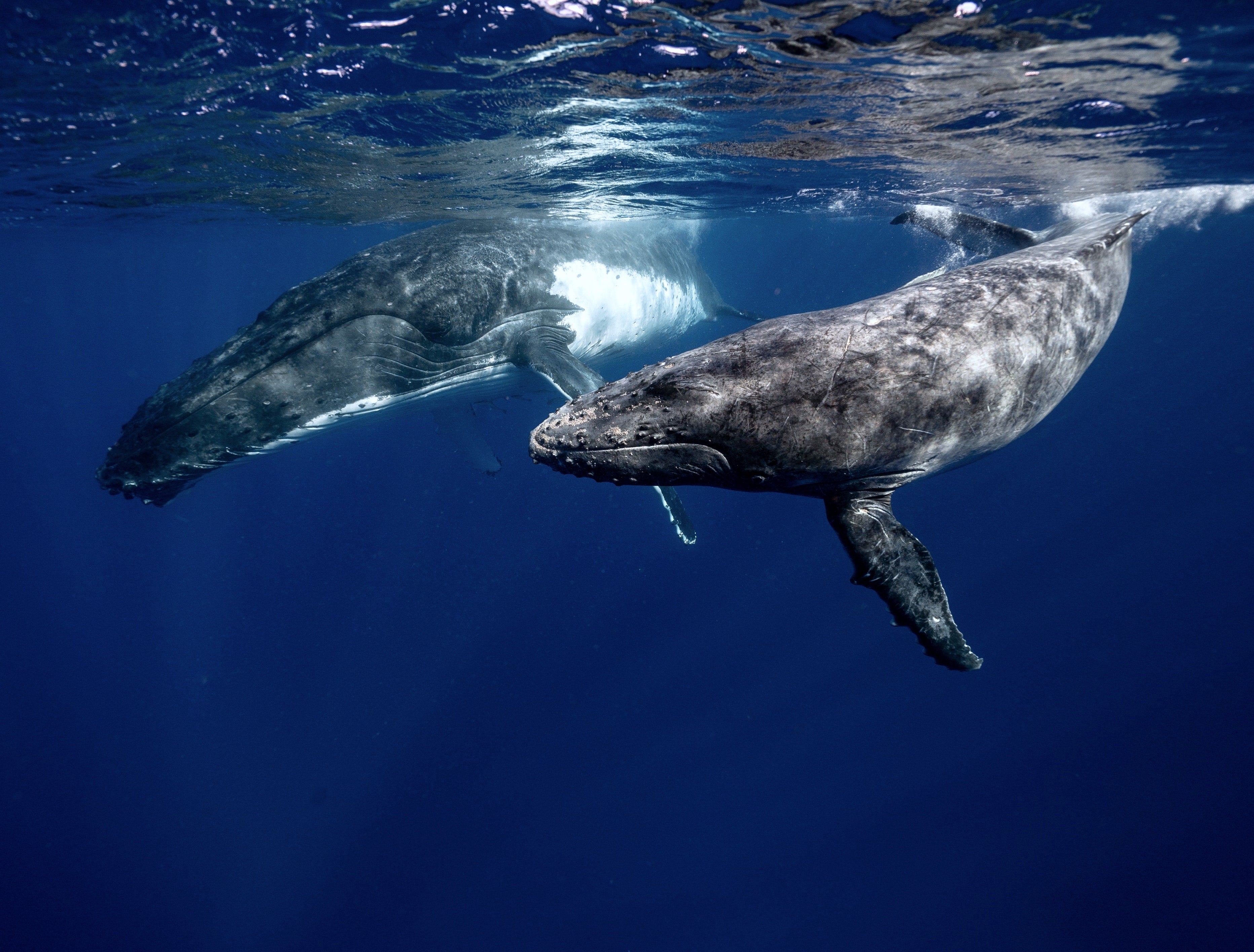 Whale Friendly Yoga